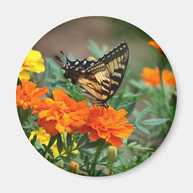 Butterfly on Orange and Yellow Flowers Magnet (Front)