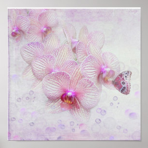 Butterfly On Orchid Blossoms Poster