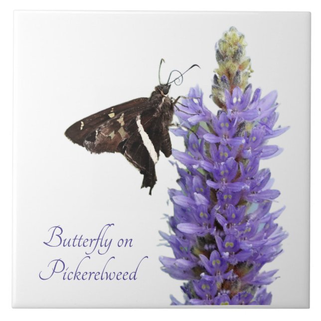 Butterfly on Pickerelweed, white Tile (Front)