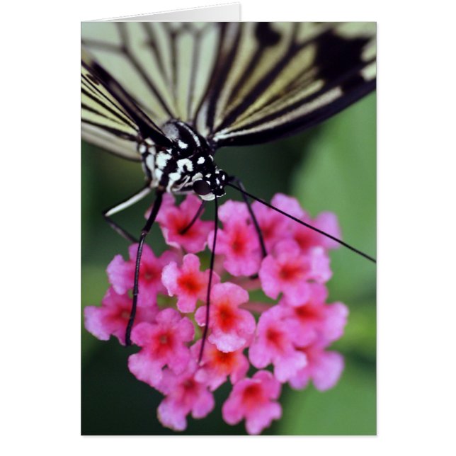 Butterfly on Pink Flower (Front)