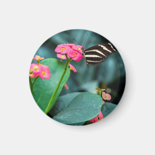 Butterfly on Pink Flower Photography Magnet