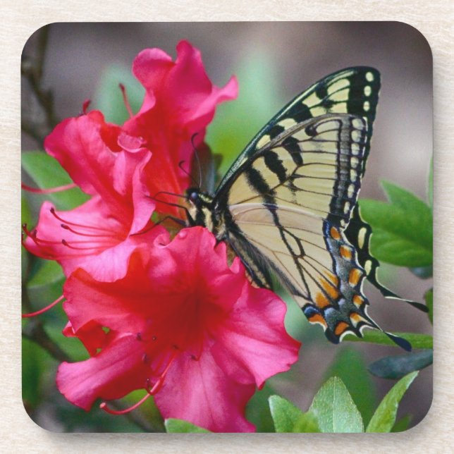 Butterfly On Pink Flowers Coaster Set (Front)