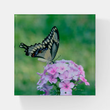 Butterfly On Pink Flowers Paperweight