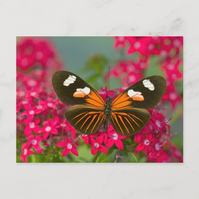 Butterfly on Pink Flowers Postcard (Front)