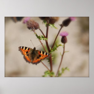 Butterfly on plant Poster