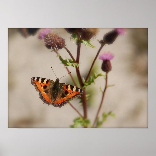 Butterfly on plant Poster (Front)