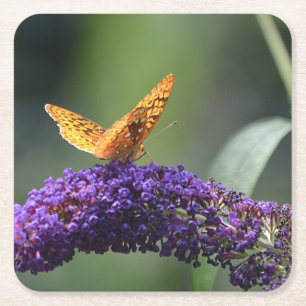 Butterfly On Purple Blossom Party Coaster