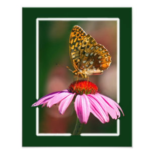 Butterfly On Purple Coneflower Photo Print
