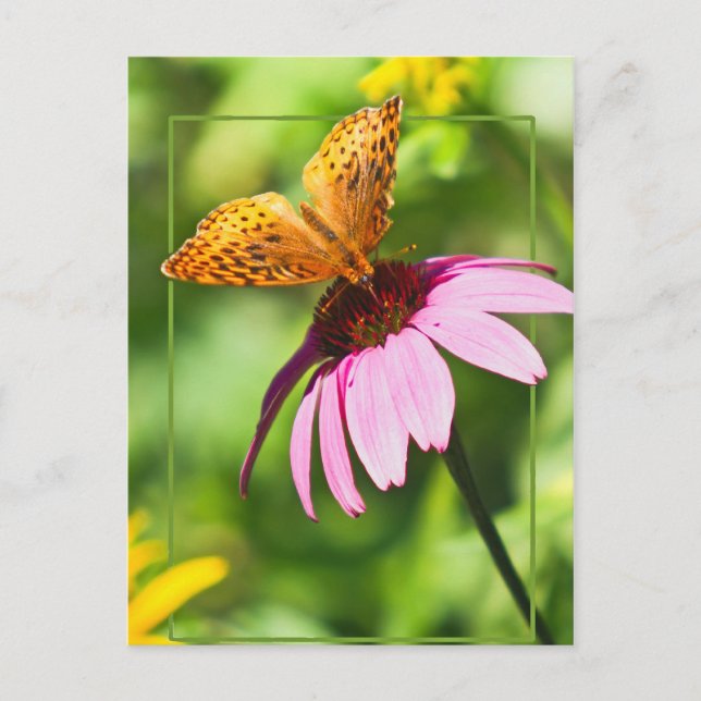 Butterfly On Purple Coneflower Postcard (Front)
