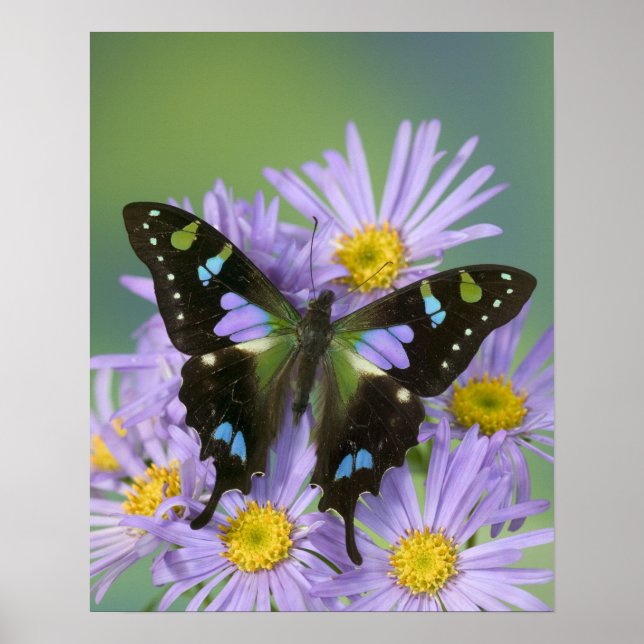 Butterfly on Purple Flower Poster (Front)
