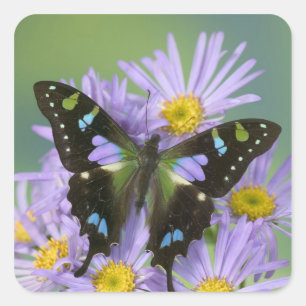 Butterfly on Purple Flower Square Sticker