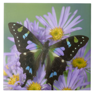 Butterfly on Purple Flower Tile