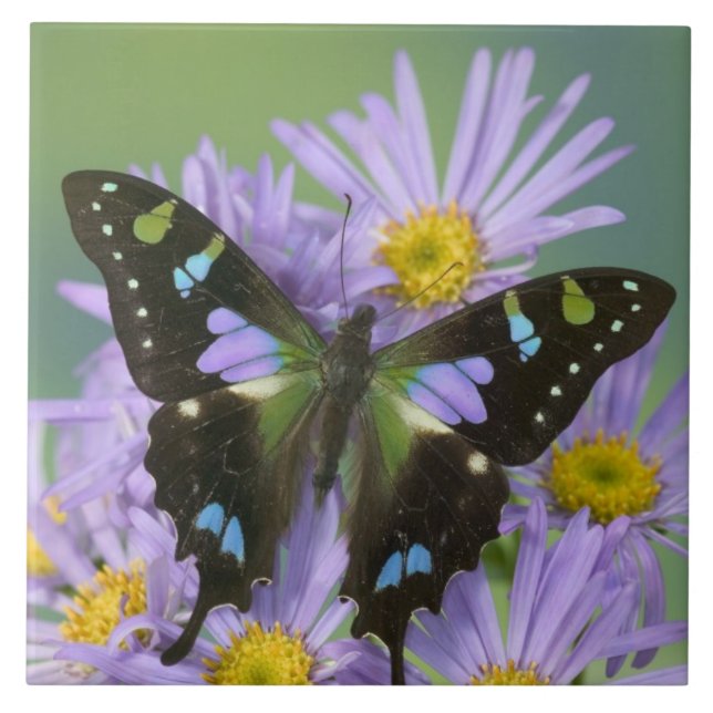 Butterfly on Purple Flower Tile (Front)