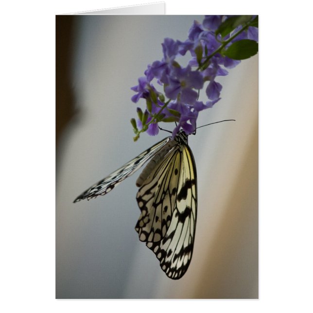 Butterfly on Purple flowers (Front)