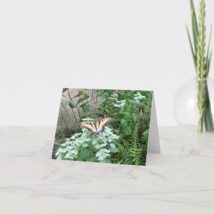 Butterfly on Pycnanthemum (Mountain Mint) card