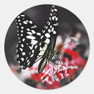Butterfly on Red Flower Classic Round Sticker