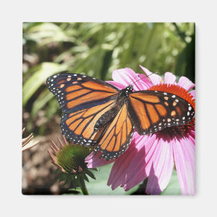 Butterfly on Red flower Magnet