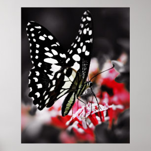Butterfly on Red Flower Poster