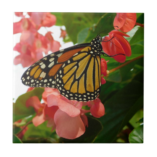 Butterfly on Red Flowers Ceramic Tile (Front)