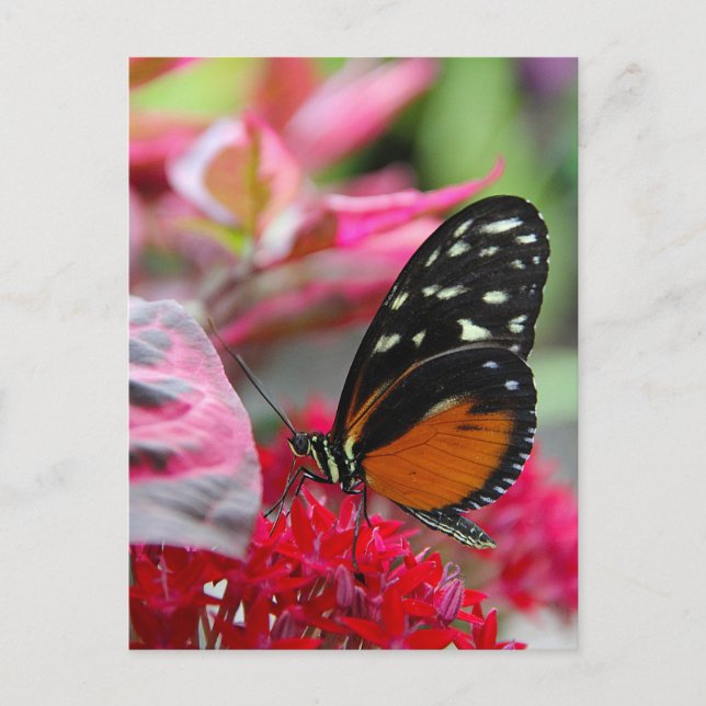 Butterfly on Red Flowers Photo Postcard (Front)