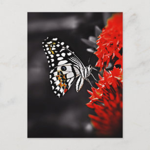Butterfly on Red Flowers Postcard