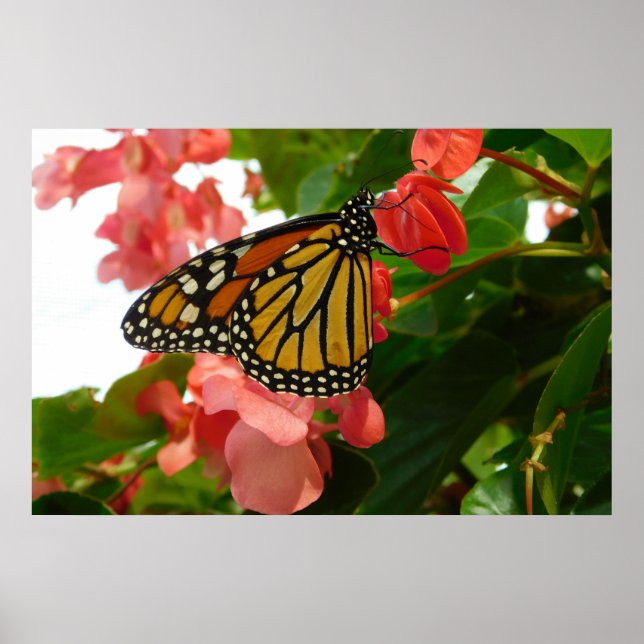 Butterfly on Red Flowers Poster (Front)