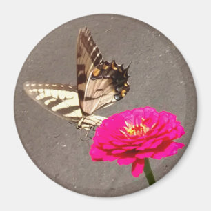 Butterfly on Red Zinnia with Pavement Background M Magnet