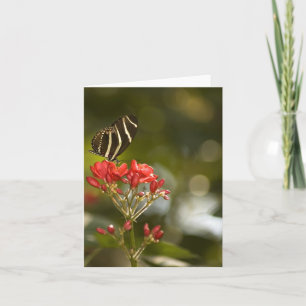 Butterfly on Royal Poinciana Blank Note Card