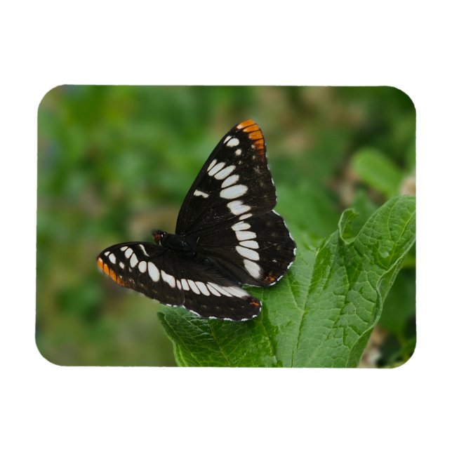 Butterfly on Snowball bush Magnet (Horizontal)