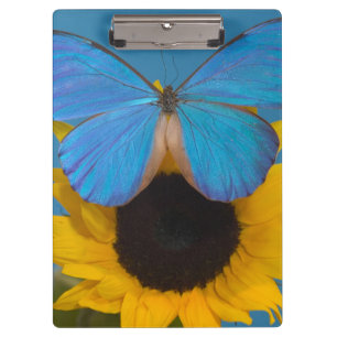 Butterfly on Sunflower Clipboard