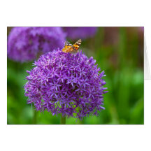 Butterfly on the Allium flower