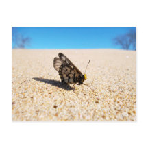 Butterfly on the Beach Postcard