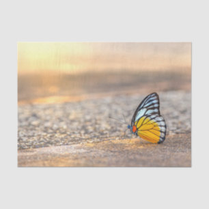 Butterfly on The Beach Tissue Paper