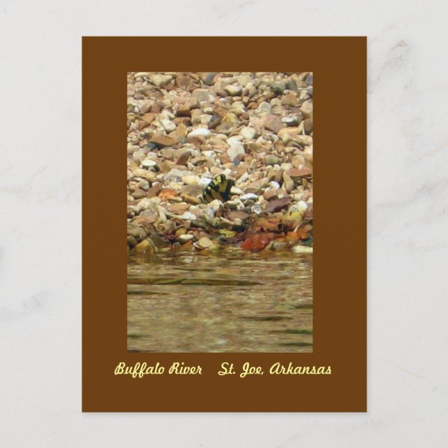 Butterfly on the Buffalo Postcard (Front)