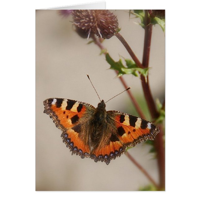 Butterfly on Thistle Card (Front)