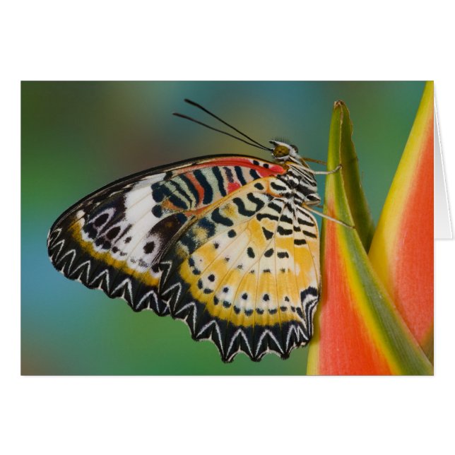 Butterfly on Tropical Flower (Front Horizontal)