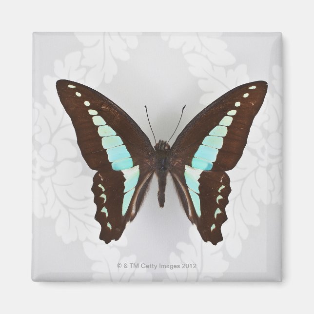 Butterfly on wallpaper background magnet (Front)