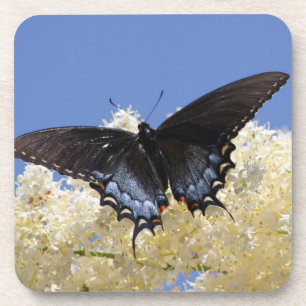 Butterfly On White Flowers Coaster