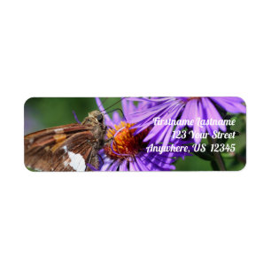 Butterfly On Wild Purple Aster Flower Address