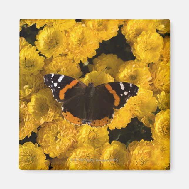 Butterfly on yellow asters magnet (Front)
