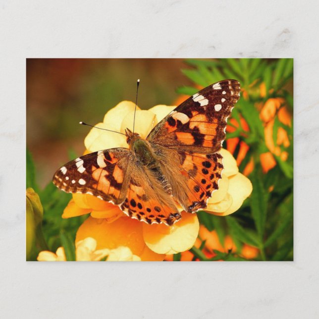 Butterfly on Yellow Flowers Postcard (Front)
