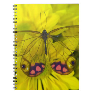 Butterfly on Yellow Notebook