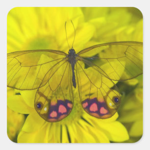 Butterfly on Yellow Square Sticker