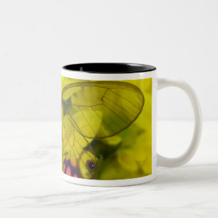 Butterfly on Yellow Two-Tone Coffee Mug
