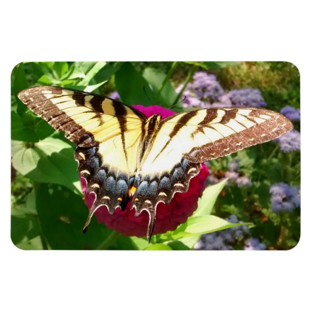 Butterfly on Zinnia Photo Magnet (Horizontal)