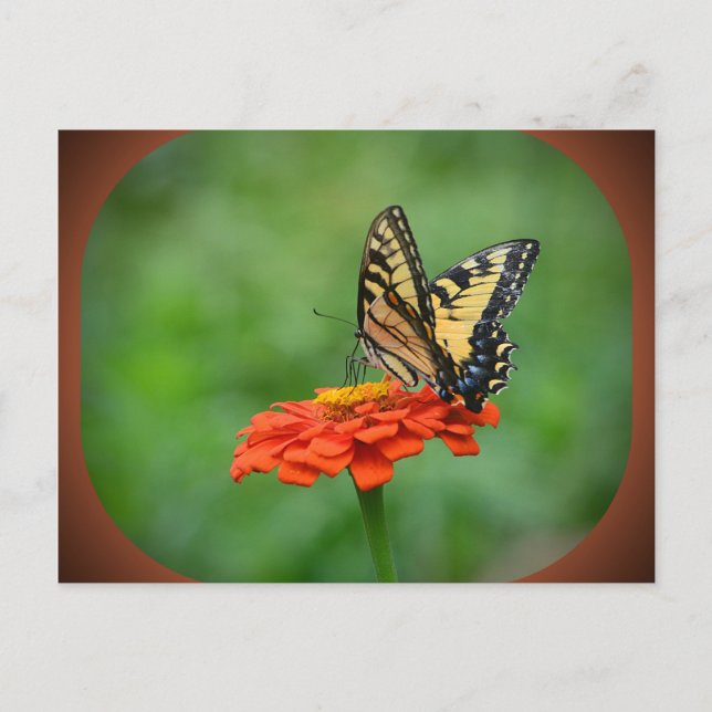 Butterfly On Zinnia Postcard (Front)