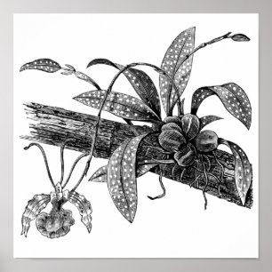 Butterfly orchid poster