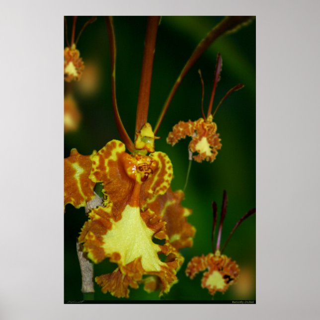 Butterfly Orchid Poster -24x36 -other sizes also (Front)
