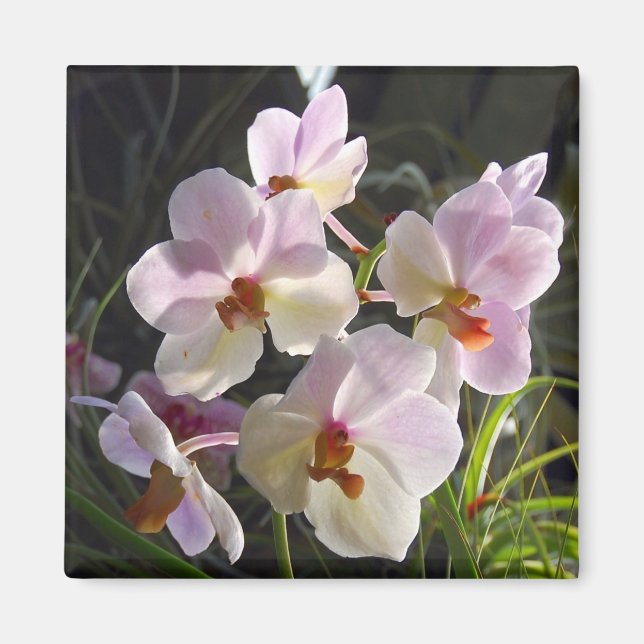Butterfly Orchids - pink Magnet (Front)