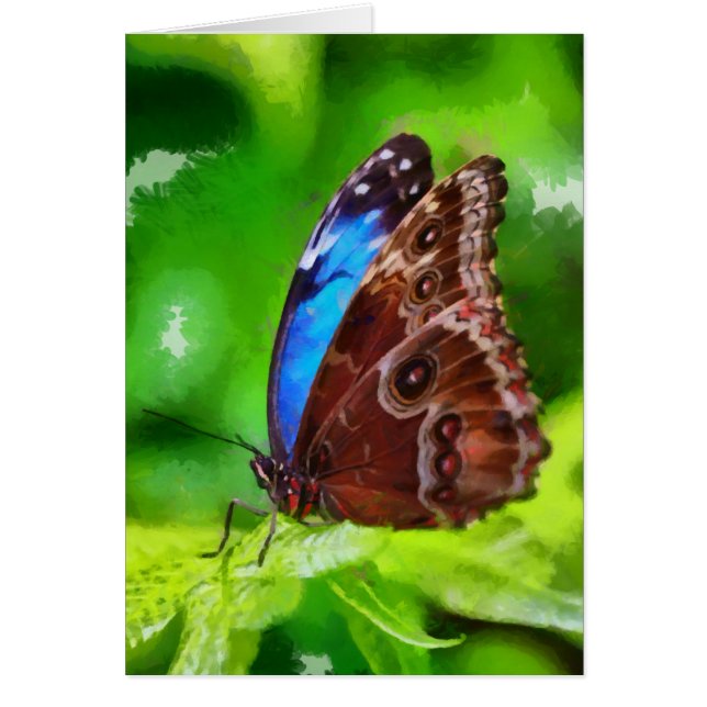 Butterfly painting (Front)